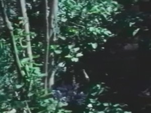 WET WILDERNESS (1974)