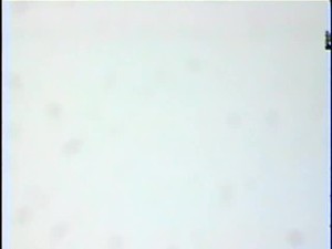 Vintage - Wonderful Vanessa Del Rio