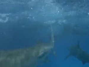 Vintage movie sex scene.